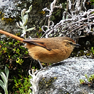 Tawny Tit-Spinetail 